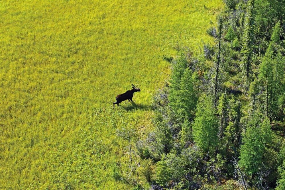 Les tourbières emmagasinent et séquestrent plus de carbone que tout autre type d’écosystème terrestre.