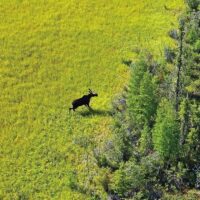 Les Partenaires De La Forêt Boréale