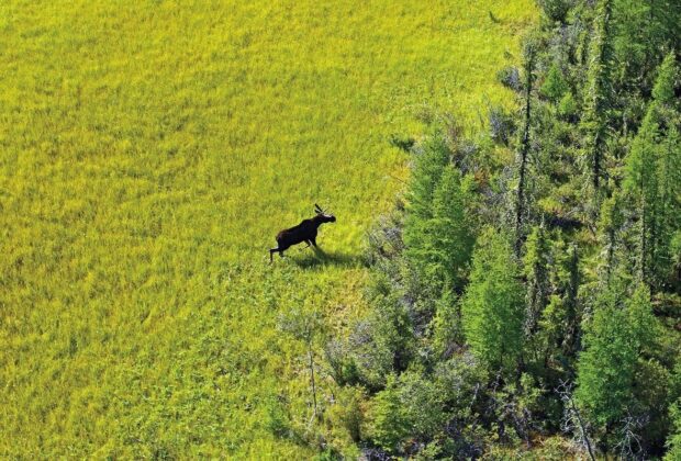 Canards Illimités Canada présente à la COP26