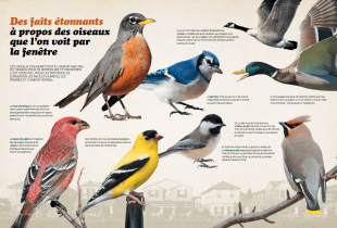Des faits étonnants à propos des oiseaux que l’on voit par la fenêtre