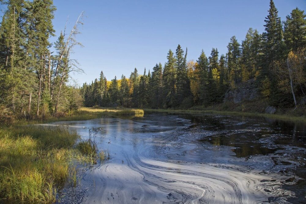 Les milieux humides de la forêt boréale