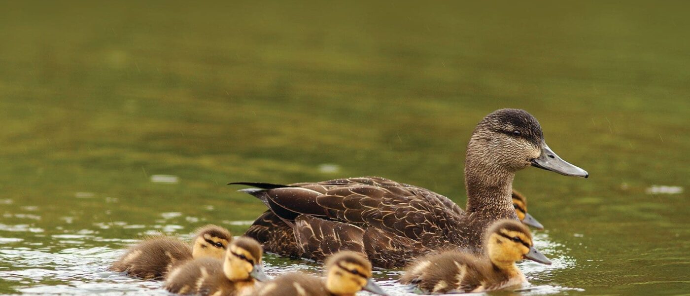 La sauvagine et les oiseaux aquatiques font partie intégrante des écosystèmes de milieux humides.