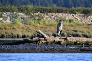 Great blue heron in British Columbia