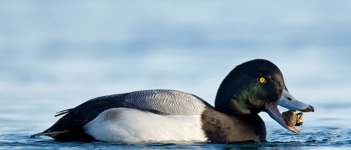 Les canards plongeurs comme le fuligule se nourrissent de moules zébrées envahissantes, ce qui permet d’en réduire la prolifération.