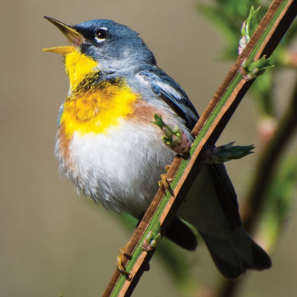 Dans un monde qui s’est tu, les oiseaux chanteurs comme la paruline à collier emplissent le silence.