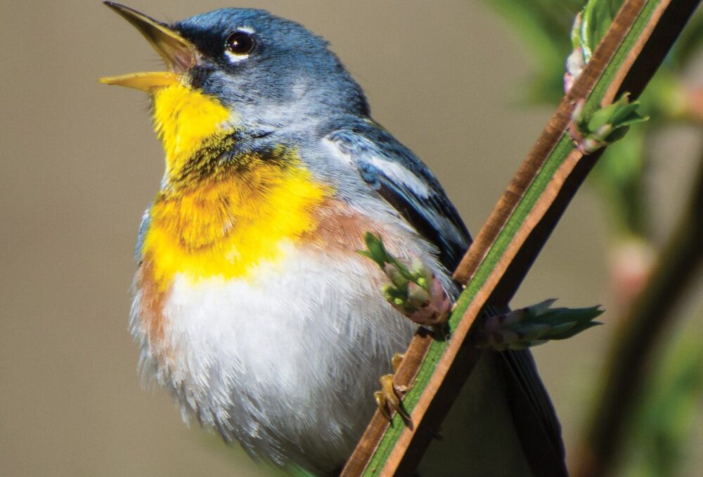 Dans un monde qui s’est tu, les oiseaux chanteurs comme la paruline à collier emplissent le silence.