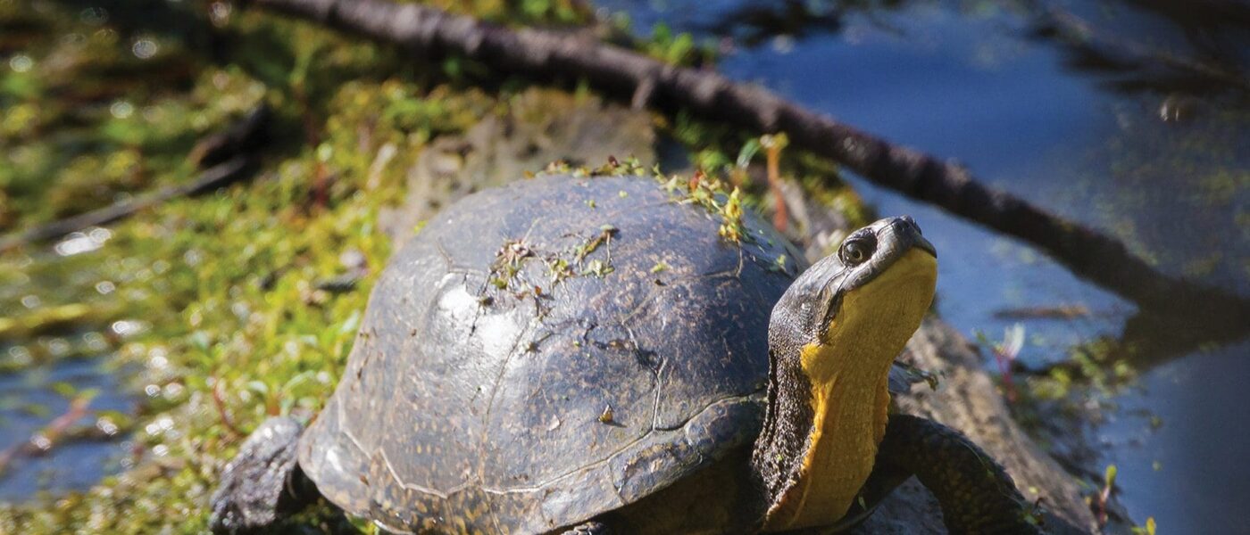  La tortue mouchetée, connue pour son cou jaune et son éternel sourire, est un exemple de la grande divergence entre les humains et la nature.