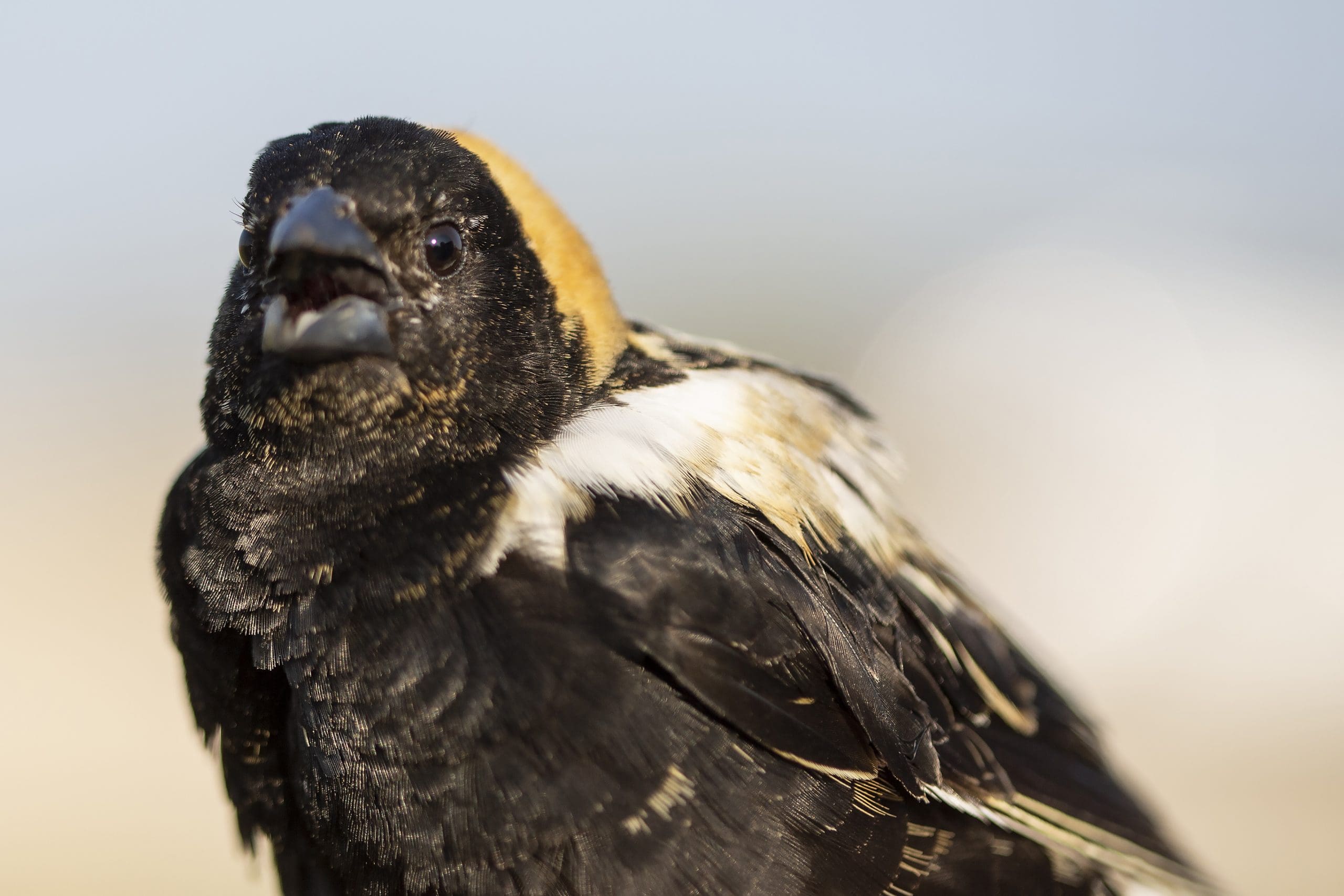 Image of endangered songbird