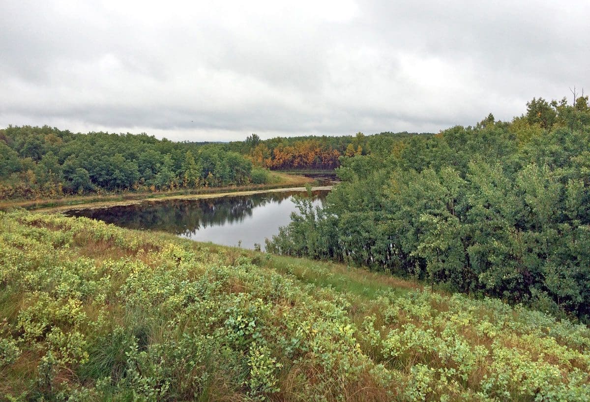 Alberta wetland hello world