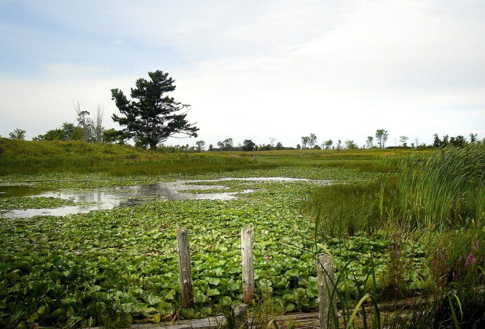 La baie des Atocas, milieu humide aménagé par CIC, est une oasis pour la faune dans un secteur menacé par l’urbanisation. Ce site sera consacré à la mémoire de Louise Claire dans le cadre du Projet de conservation Claire-Louise de la baie des Atocas.