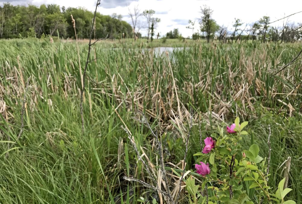 Sur l’exploitation agricole des Houck, les milieux humides n’ont jamais été altérés. Grâce à une nouvelle entente de conservation avec CIC, ils seront protégés pour les générations à venir.