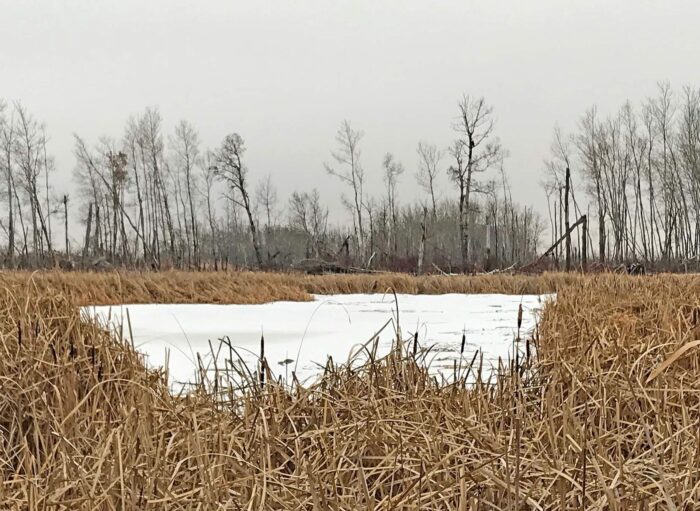 Plus de 17 hectares de milieux humides et de prairies, d’arbustes et d’arbres seront préservés sur la propriété.