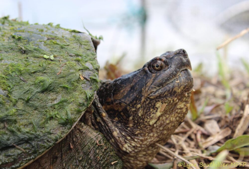 Tortue serpentine.