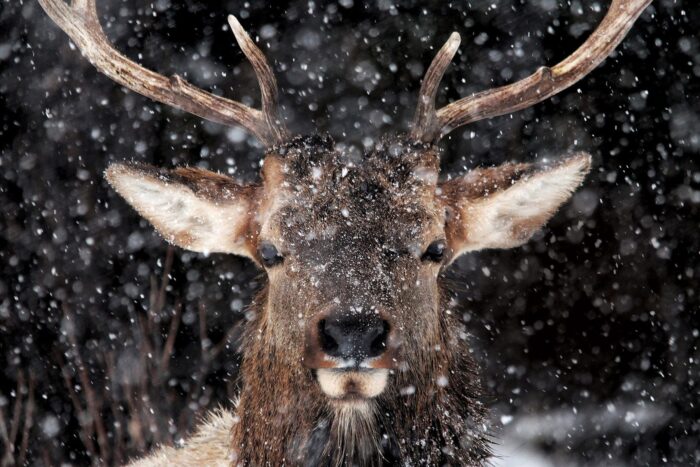 Parc national Banff, en Alberta