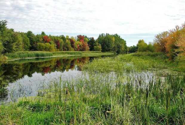 Les zones humides et l’eau : indispensables à la vie