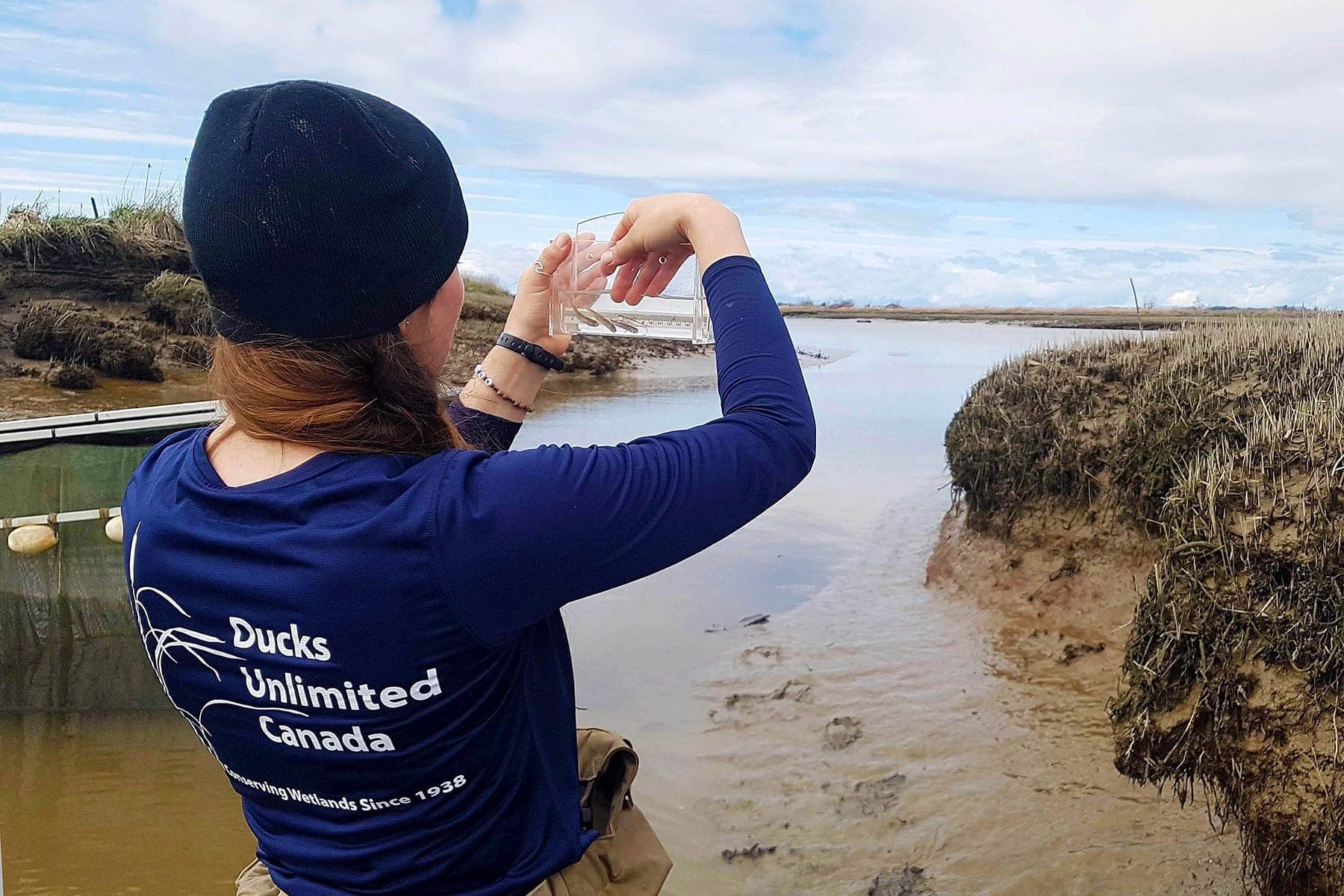 Un spécialiste de la conservation de Canards Illimités Canada en C.-B. procède à l'échantillonnage de poissons dans l'estuaire du fleuve Fraser dans le cadre du programme du Fonds de restauration côtière. Un nouveau document rédigé par 23 grands spécialistes de la conservation de toute la Colombie-Britannique préconise la gestion prioritaire des menaces, une nouvelle façon de régir la protection de l'estuaire du fleuve Fraser. 