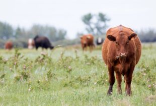 Une initiative destinée à préserver 50 585 hectares des Prairies canadiennes grâce à la collaboration des éleveurs