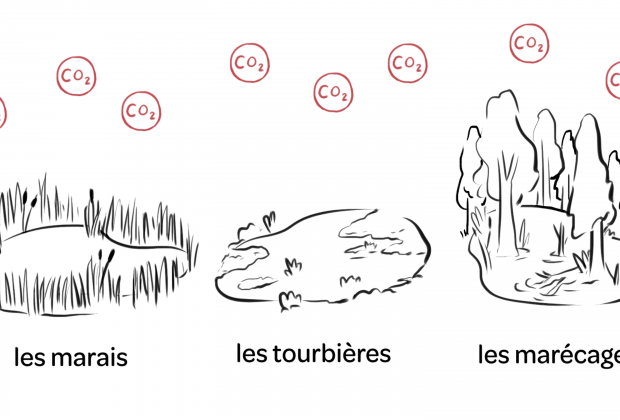 Milieux humides : des puits de carbone