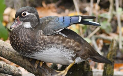 Coup d’œil dans le nichoir d’un canard
