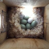 Jetez un œil à l’intérieur du nid