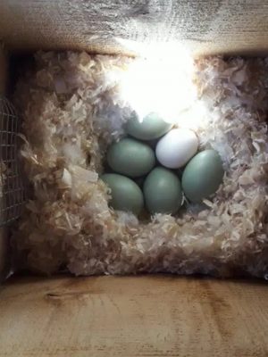Coup d’œil dans le nichoir d’un canard