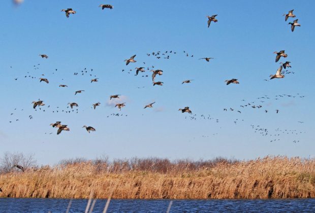 Les grands professeurs de la nature : Ce que les oiseaux que nous chérissons peuvent nous apprendre à l’occasion de la Journée internationale des oiseaux migrateurs