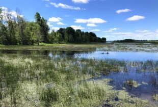 Marais aux Grenouillettes et des Laîches