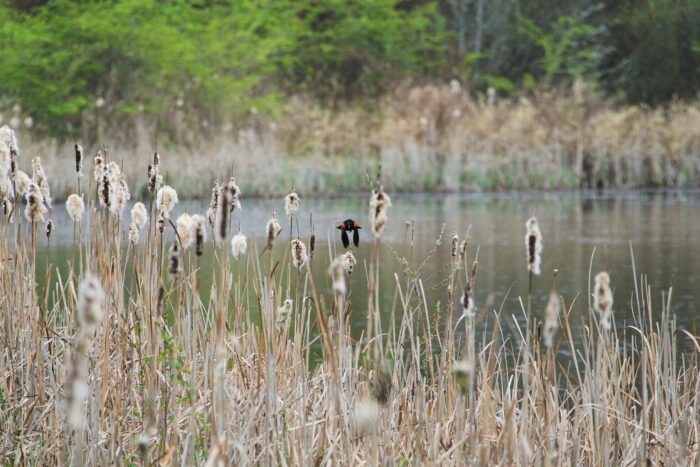 Buttertubs Marsh Conservation Area 