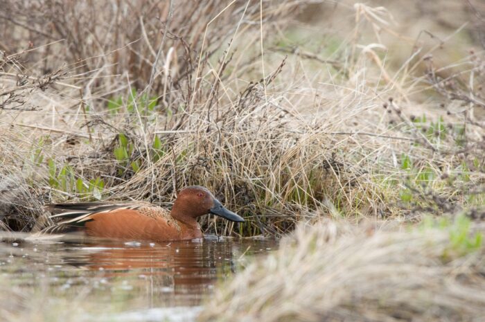 Sarcelle cannelle mâle en plumage nuptial au printemps 