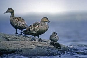 common eider