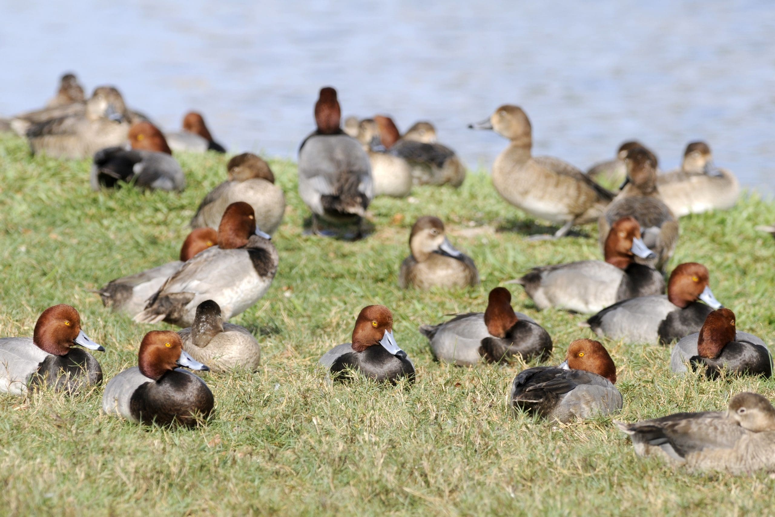 Congregation of redheads, loafing on grass.