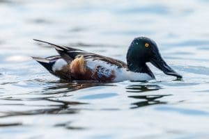 Northern shoveler