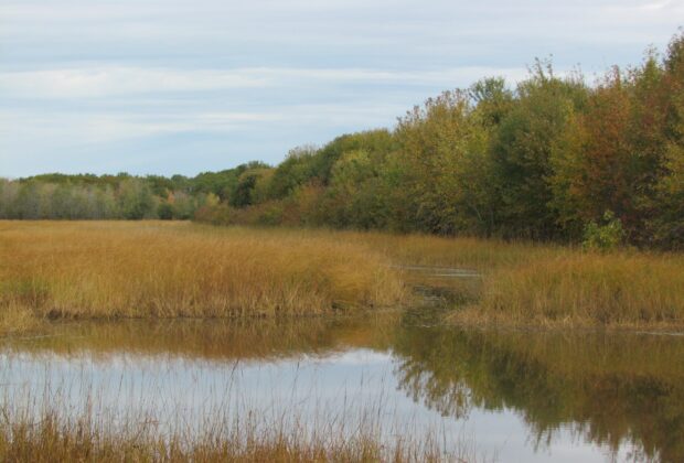 La récolte du riz sauvage sur les berges de la Wolastoq