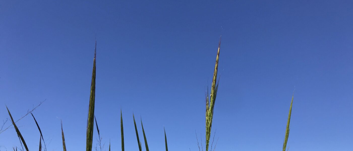 Wild rice found in wetlands along the Wolastoq, is an essential food source for wildlife and a staple for Indigenous communities for millenia.