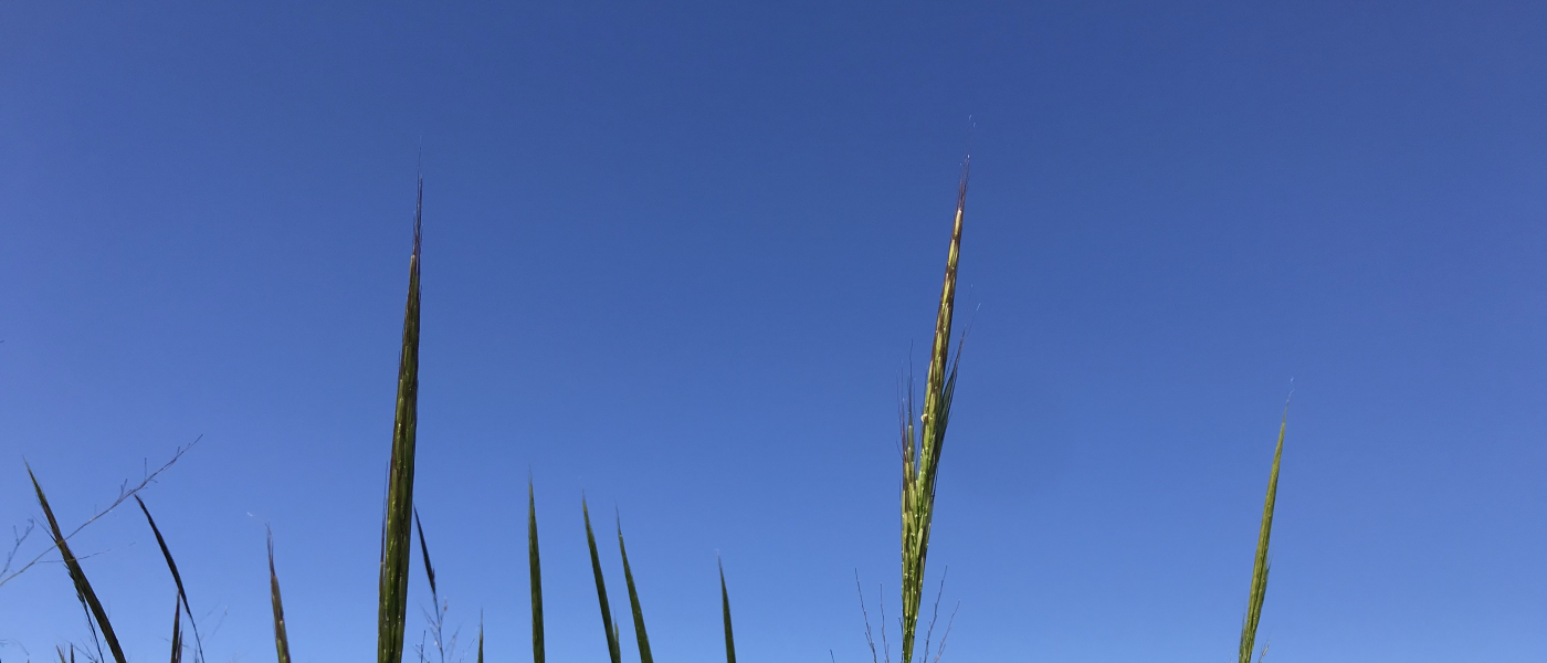 Le riz sauvage qui pousse dans les milieux humides sur les berges de la Wolastoq est une source d’alimentation essentielle pour la faune et est indispensable, depuis des millénaires, pour les communautés autochtones.