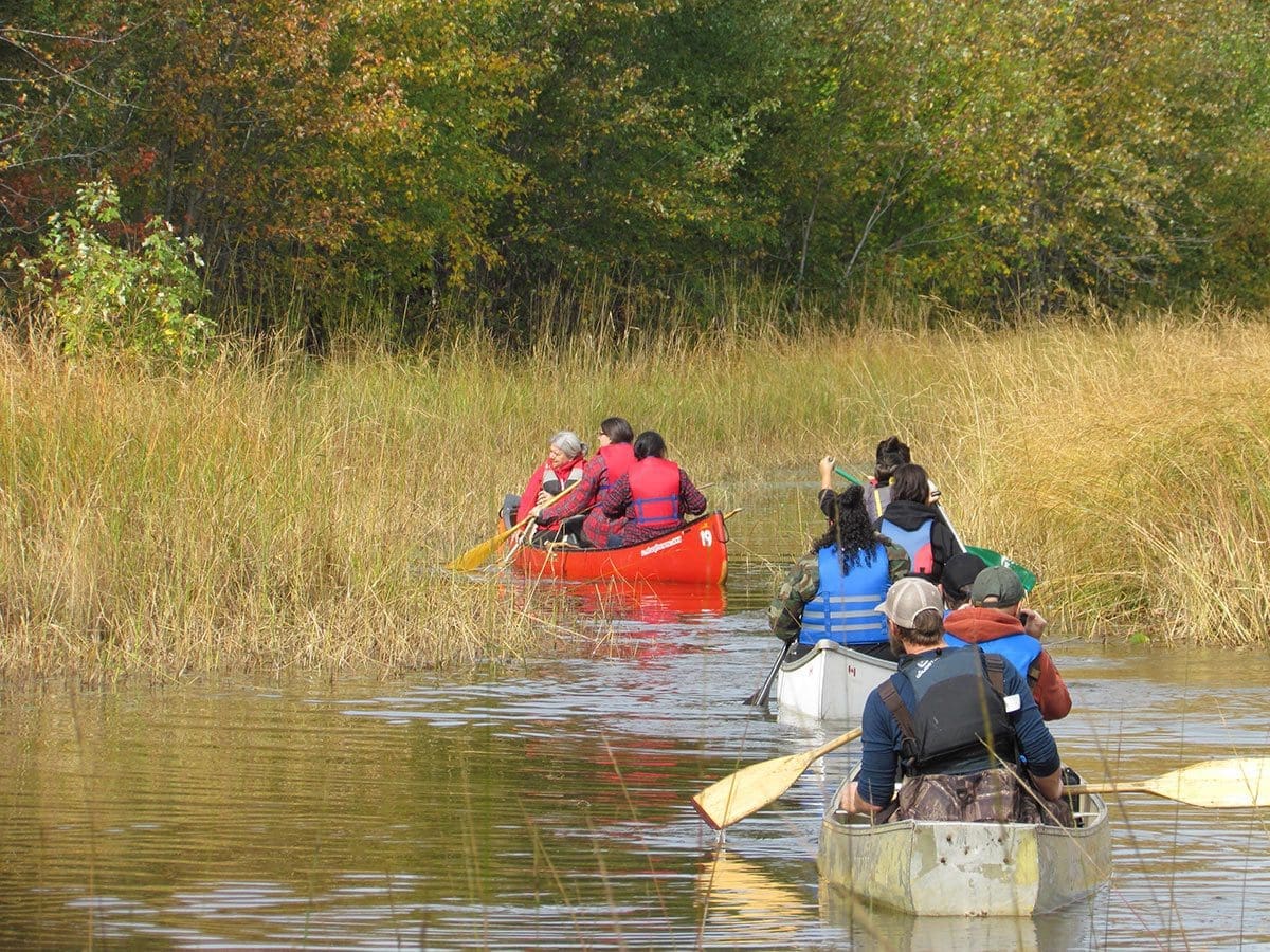 Canoës de riz sauvage