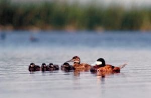 Ruddy duck pair with brood