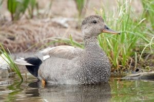 Gadwall