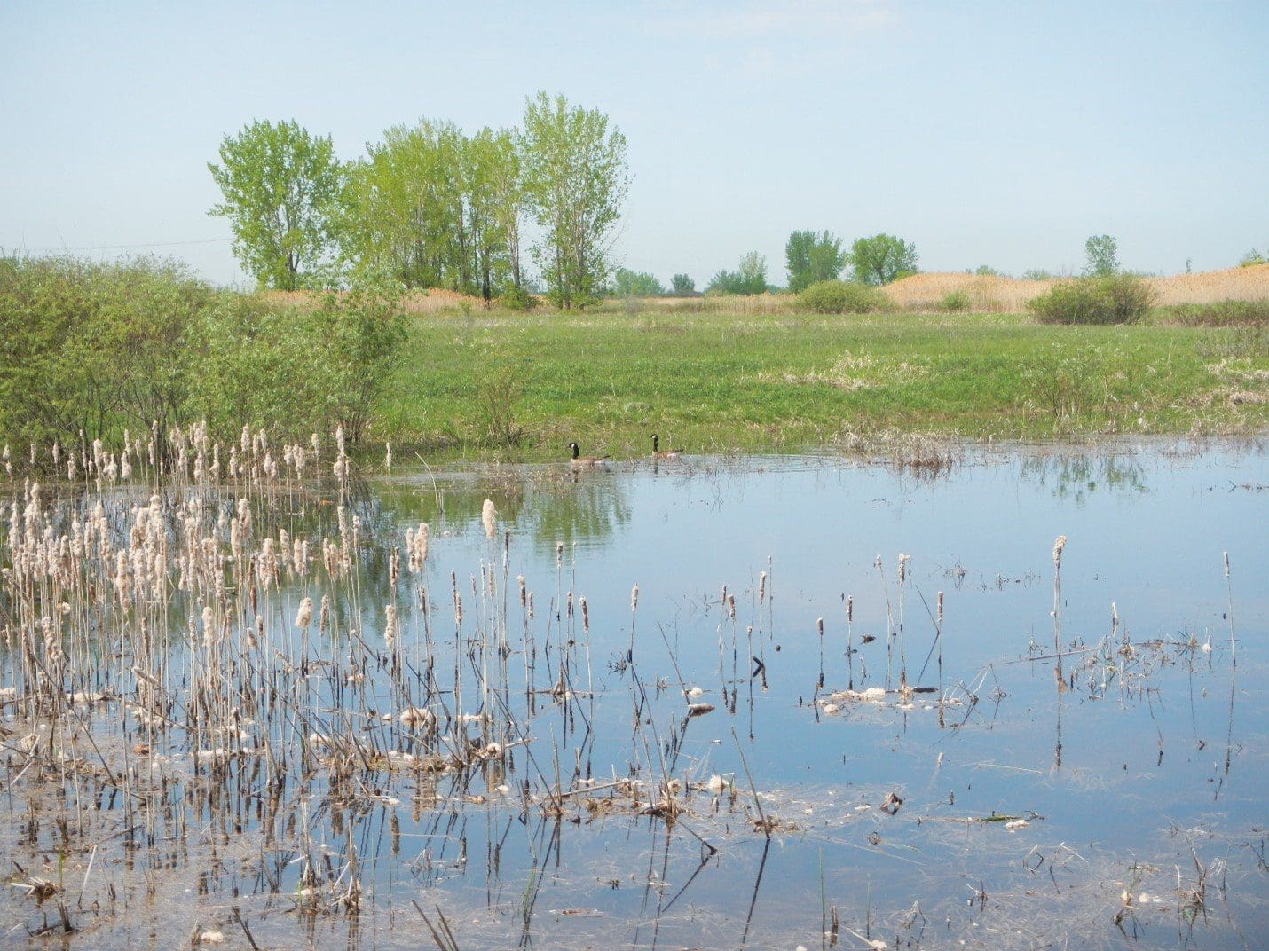 Canada goose pair on Isle Sainte Therese wetland rebuild, Quebec.