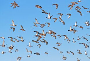 En savoir plus sur la migration