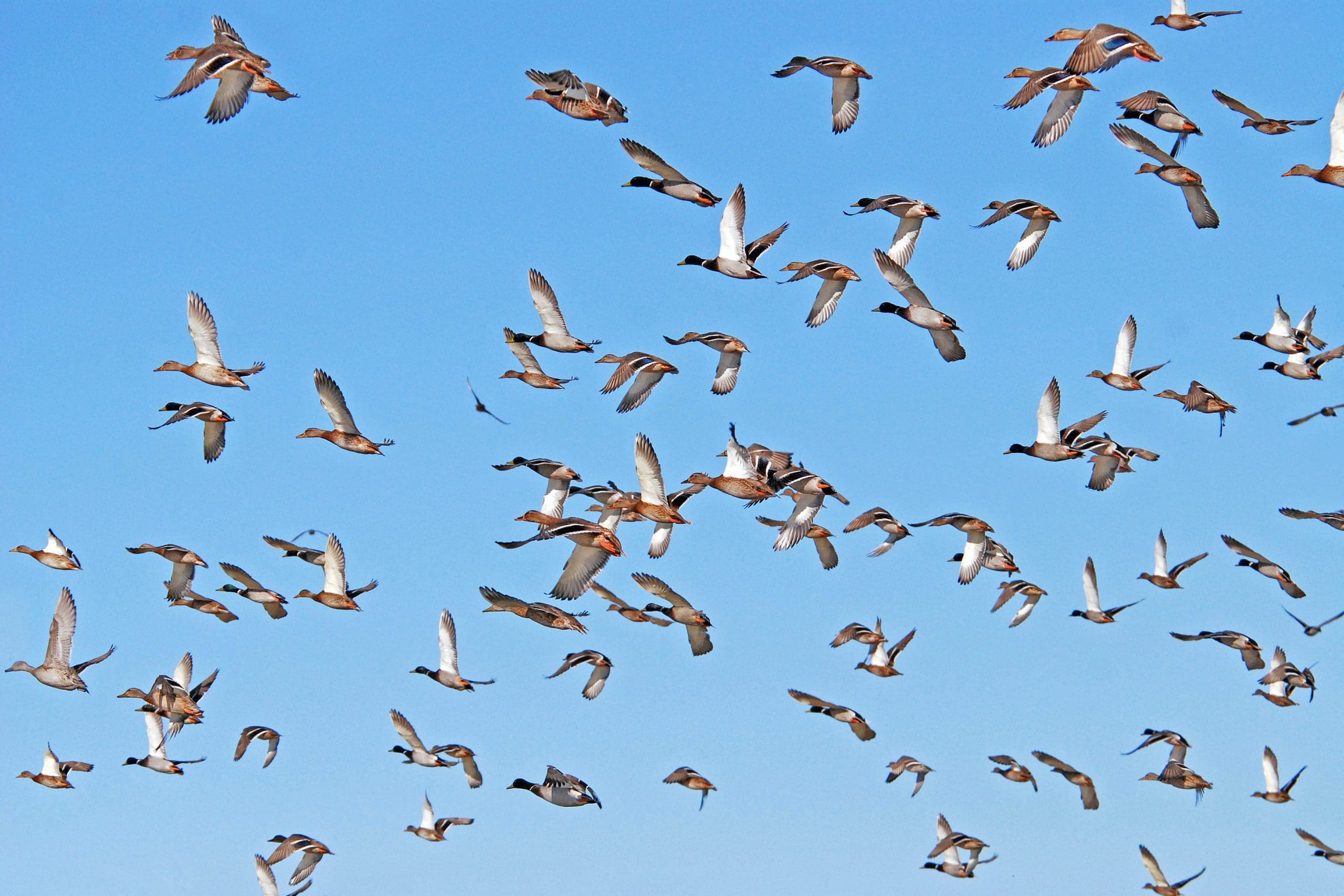Waterfowl flying migration