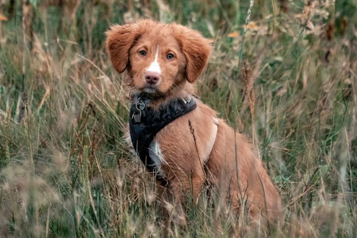 Sako, le chien rapporteur de canards de la Nouvelle-Écosse de David Forest et de Kristen Kalbfleisch, prend une pause pendant une randonnée.