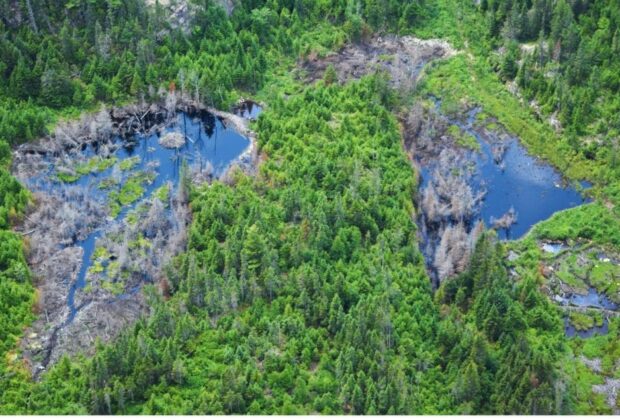 La cartographie détaillée des milieux humides donne lieu à des avancées colossales pour la conservation