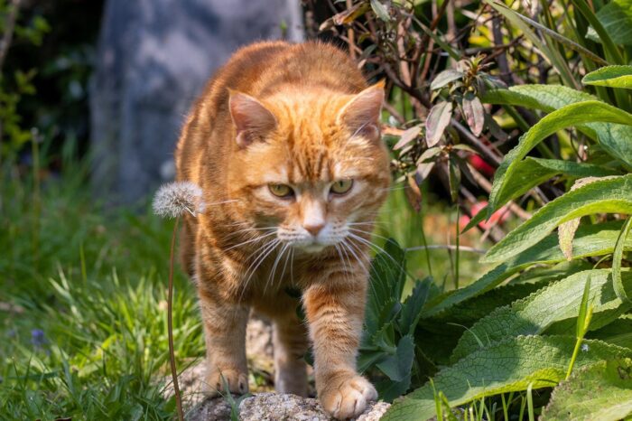 Les études nous apprennent que les chats sont toujours l’une des premières causes de mortalité parmi les oiseaux.