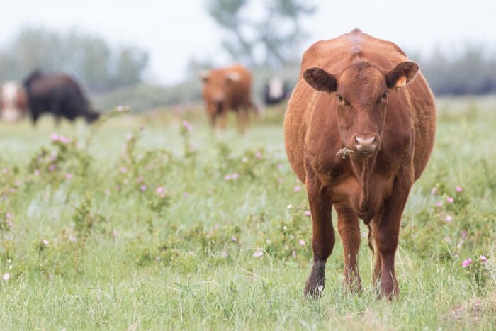  En 2021, nous avons assisté à la naissance de partenariats prometteurs, qui permettront de protéger les milieux humides et les prairies essentiels pour leurs hôtes à plumes et à sabots qui s’en remettent à ces habitats.