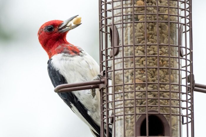 Red-headed woodpecker