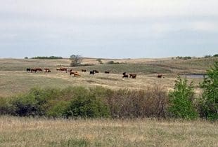 Cattle in a field