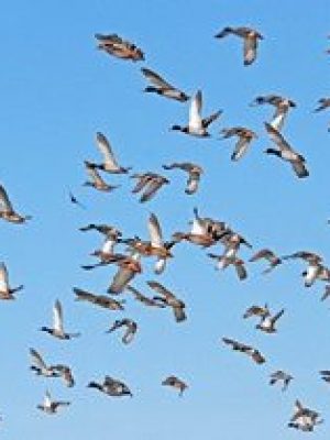 Suivi des migrations