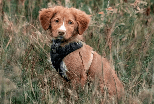 Nova Scotia Duck Retriever, Sako