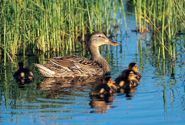 Les cinq grands moyens grâce auxquels l’habitat des canards vous aide